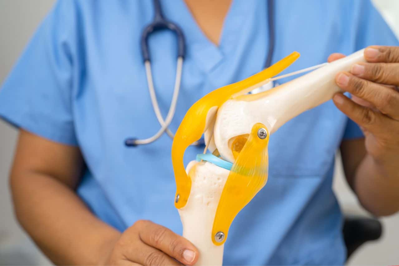 a person holding a model of a knee joint